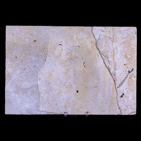 2 Two Diplomystus Dentatus Fossil Fish Green River FM WY Eocene Age COA, Stand - Fossil Age Minerals