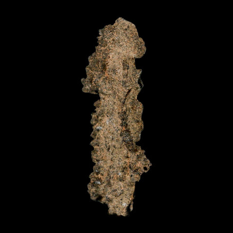 3.1" Fulgurite Petrified Lighting Strike Glass Sahara Desert Algeria - Fossil Age Minerals