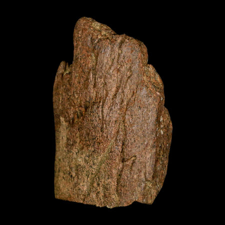 2.9" Triceratops Fossil Frill Blood Groves Lance Creek FM Cretaceous Dinosaur WY COA