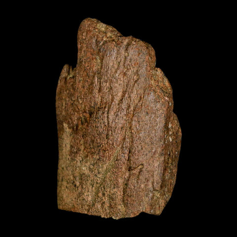 2.9" Triceratops Fossil Frill Blood Groves Lance Creek FM Cretaceous Dinosaur WY COA - Fossil Age Minerals