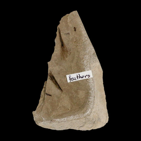 2 Two Rare Detailed Fossil Bird Feathers Green River FM Uintah County UT Eocene Age