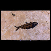 3.6" Knightia Eocaena Fossil Fish Green River FM WY Eocene Age COA & Stand