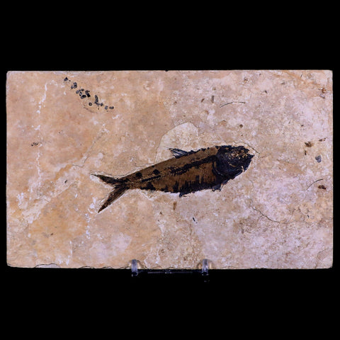 3.6" Knightia Eocaena Fossil Fish Green River FM WY Eocene Age COA & Stand - Fossil Age Minerals