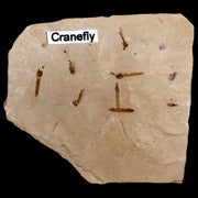 Fossil Crane Flies Mortality Plate Insect Green River FM Uintah County UT Eocene Age