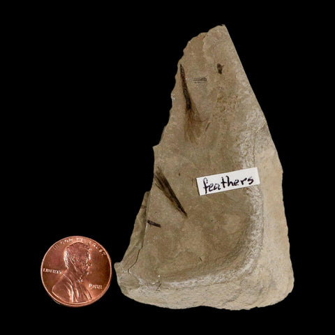 2 Two Rare Detailed Fossil Bird Feathers Green River FM Uintah County UT Eocene Age