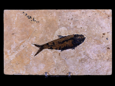 3.6" Knightia Eocaena Fossil Fish Green River FM WY Eocene Age COA & Stand - Fossil Age Minerals