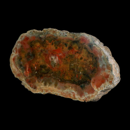 5.2" Dinosaur Coprolite Fossil Polished Slab Specimen Poop Dung Harry Mountain Utah