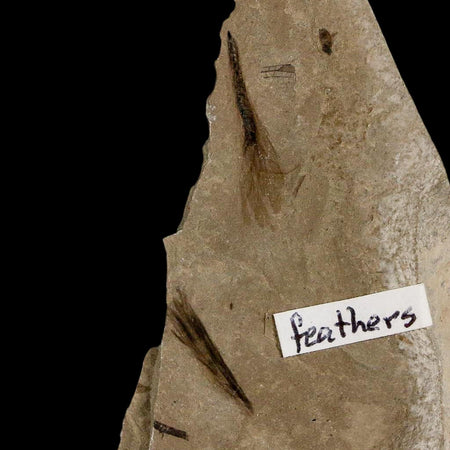 2 Two Rare Detailed Fossil Bird Feathers Green River FM Uintah County UT Eocene Age