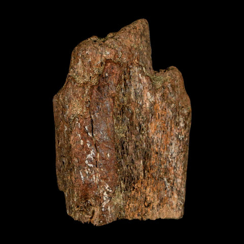 2.9" Triceratops Fossil Frill Blood Groves Lance Creek FM Cretaceous Dinosaur WY COA - Fossil Age Minerals