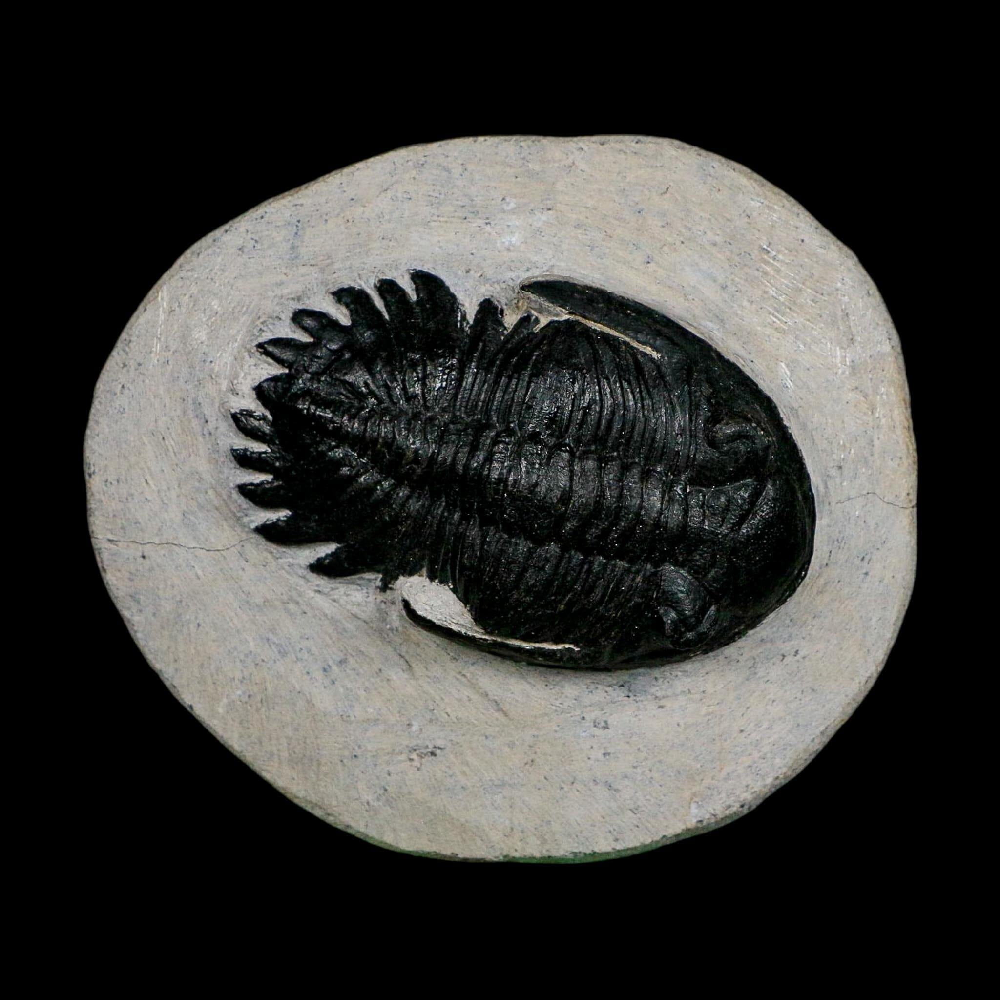 2.7" Metacanthina Issoumourensis Trilobite Fossil Devonian Age 400 Mil Yrs Old COA - Fossil Age Minerals