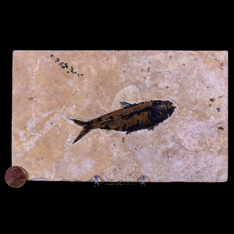 3.6" Knightia Eocaena Fossil Fish Green River FM WY Eocene Age COA & Stand - Fossil Age Minerals