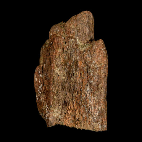 2.9" Triceratops Fossil Frill Blood Groves Lance Creek FM Cretaceous Dinosaur WY COA - Fossil Age Minerals