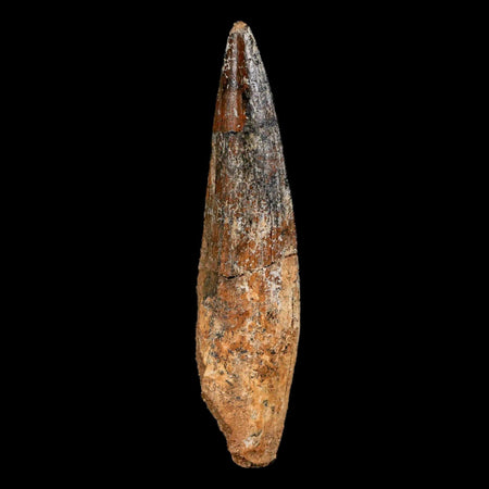 XL 3.4" Spinosaurus Fossil Tooth 100 Million Years Old Cretaceous Dinosaur COA Stand