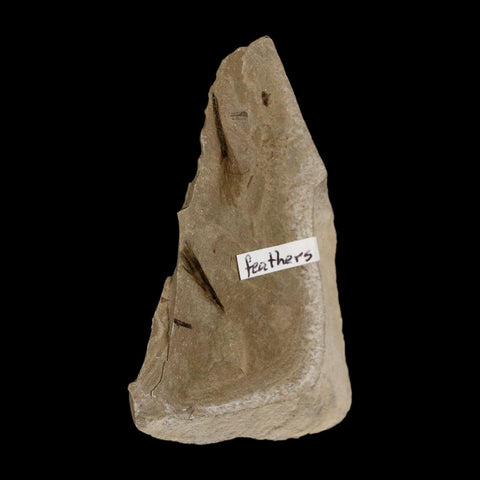 2 Two Rare Detailed Fossil Bird Feathers Green River FM Uintah County UT Eocene Age