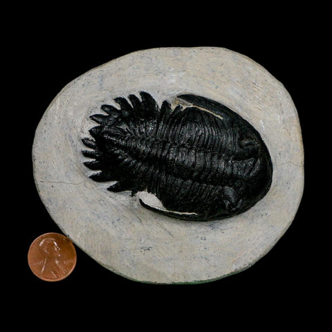 2.7" Metacanthina Issoumourensis Trilobite Fossil Devonian Age 400 Mil Yrs Old COA
