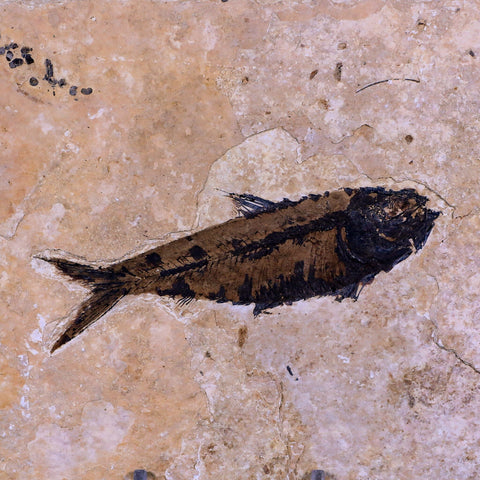 3.6" Knightia Eocaena Fossil Fish Green River FM WY Eocene Age COA & Stand - Fossil Age Minerals