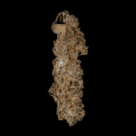 3.1" Fulgurite Petrified Lighting Strike Glass Sahara Desert Algeria