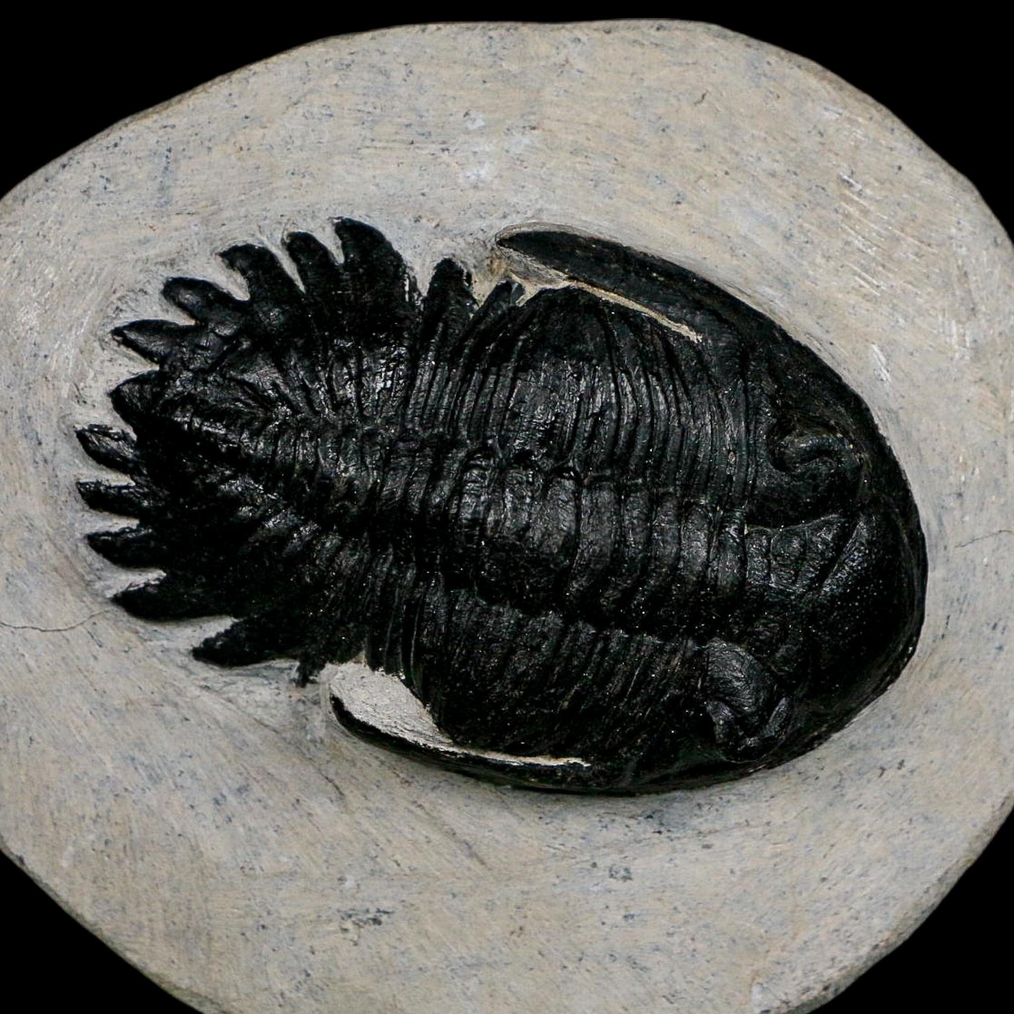 2.7" Metacanthina Issoumourensis Trilobite Fossil Devonian Age 400 Mil Yrs Old COA - Fossil Age Minerals