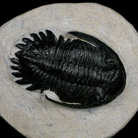 2.7" Metacanthina Issoumourensis Trilobite Fossil Devonian Age 400 Mil Yrs Old COA
