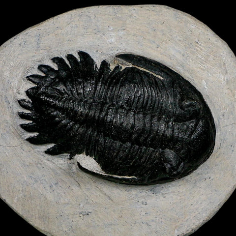 2.7" Metacanthina Issoumourensis Trilobite Fossil Devonian Age 400 Mil Yrs Old COA