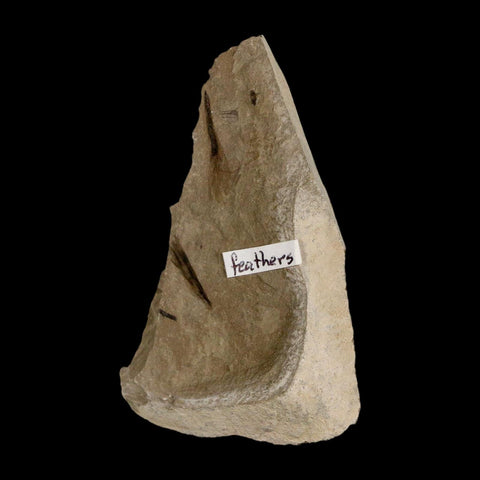 2 Two Rare Detailed Fossil Bird Feathers Green River FM Uintah County UT Eocene Age