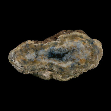 5.5" Dinosaur Coprolite Fossil Polished Slab Specimen Poop Dung Harry Mountain Utah