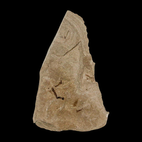 2 Two Rare Detailed Fossil Bird Feathers Green River FM Uintah County UT Eocene Age