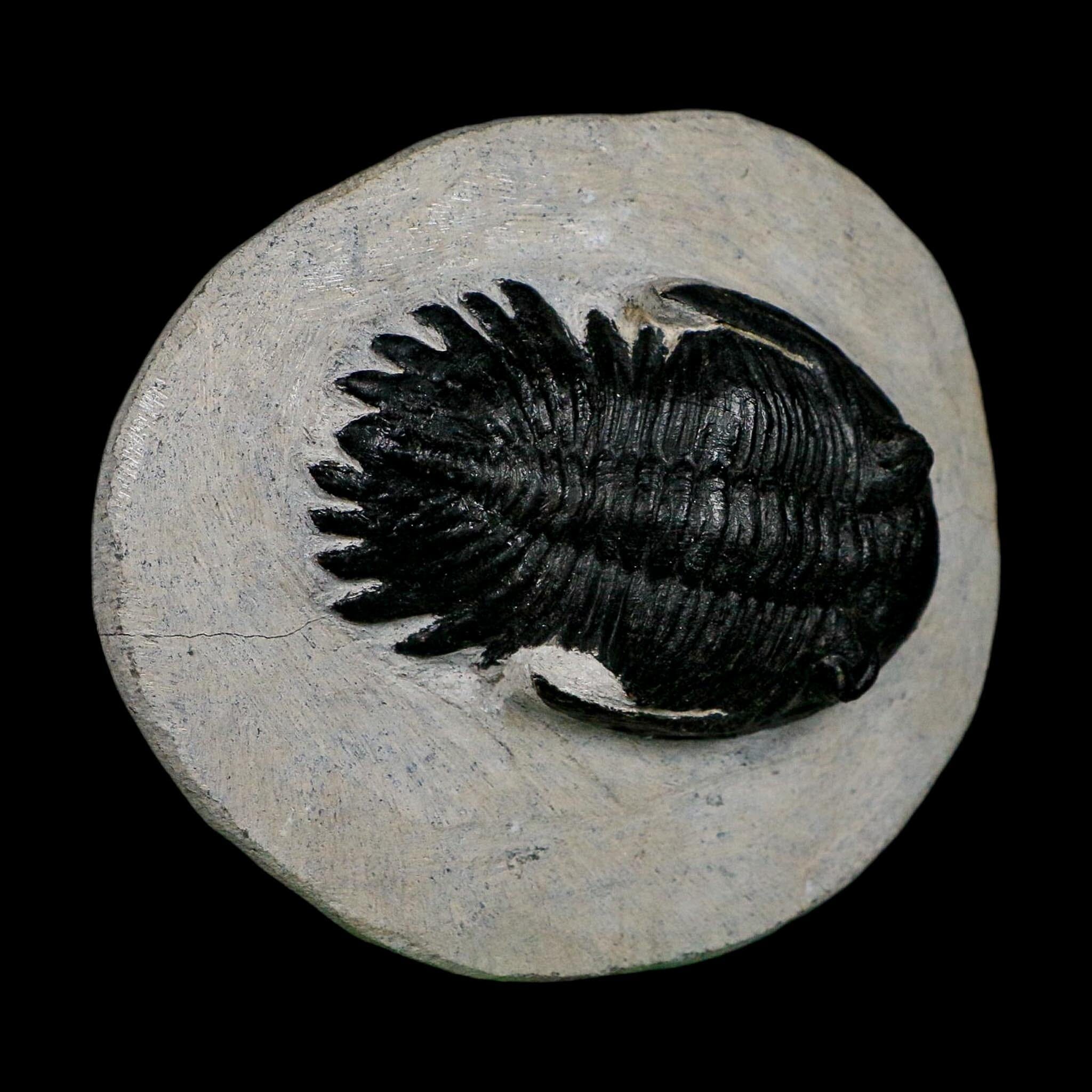 2.7" Metacanthina Issoumourensis Trilobite Fossil Devonian Age 400 Mil Yrs Old COA - Fossil Age Minerals