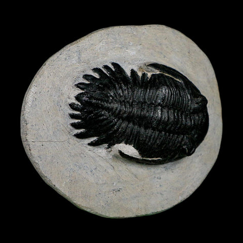 2.7" Metacanthina Issoumourensis Trilobite Fossil Devonian Age 400 Mil Yrs Old COA