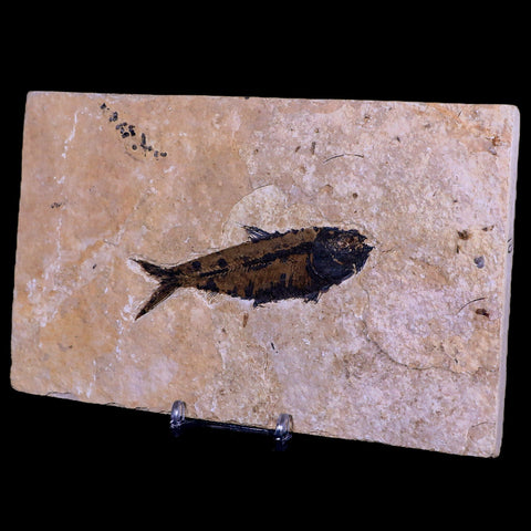 3.6" Knightia Eocaena Fossil Fish Green River FM WY Eocene Age COA & Stand - Fossil Age Minerals