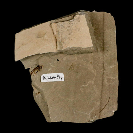 0.4" Fossil Robber Fly Insect Green River FM Uintah County Utah Eocene Age