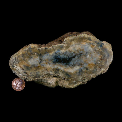 5.5" Dinosaur Coprolite Fossil Polished Slab Specimen Poop Dung Harry Mountain Utah - Fossil Age Minerals