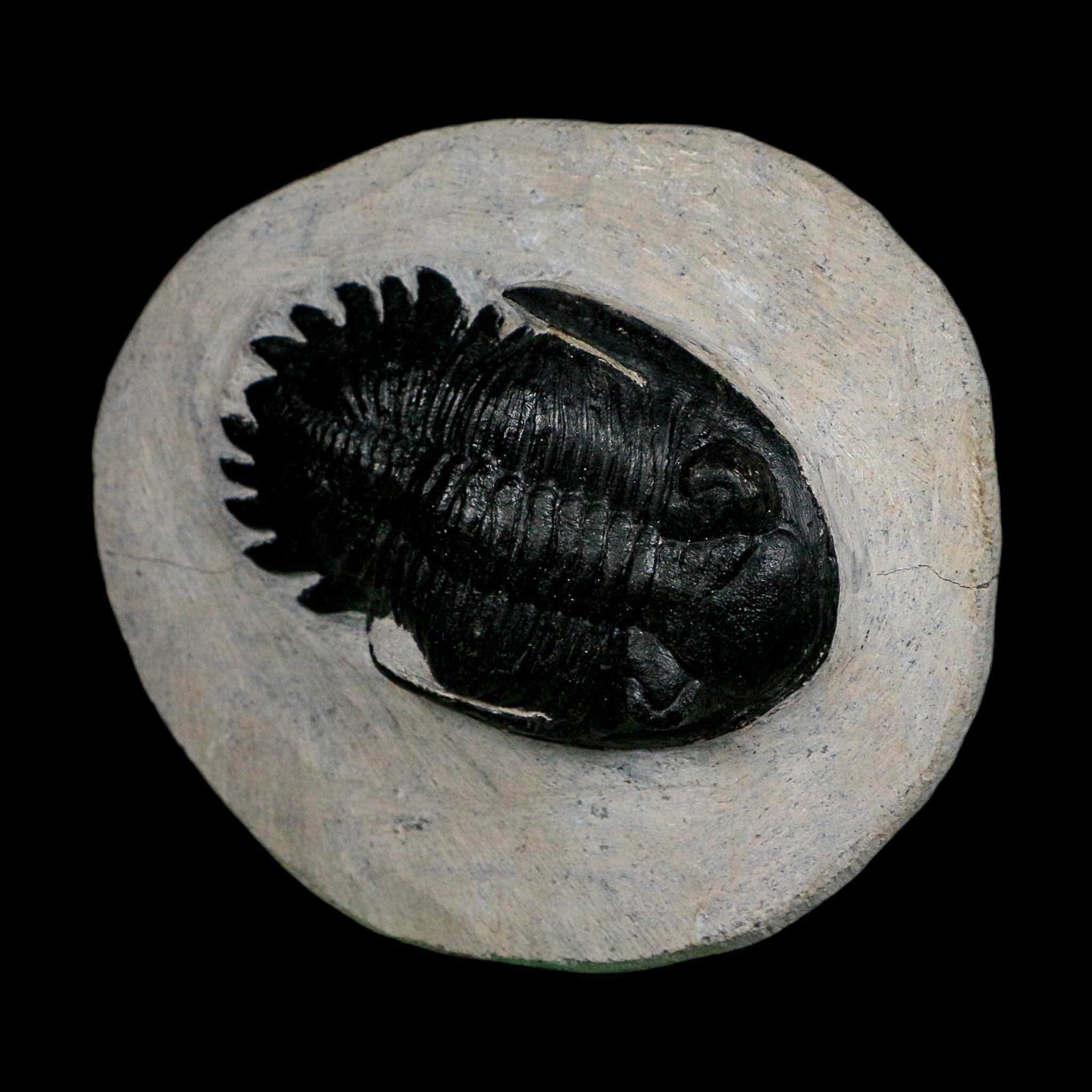 2.7" Metacanthina Issoumourensis Trilobite Fossil Devonian Age 400 Mil Yrs Old COA - Fossil Age Minerals