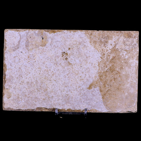 3.6" Knightia Eocaena Fossil Fish Green River FM WY Eocene Age COA & Stand - Fossil Age Minerals