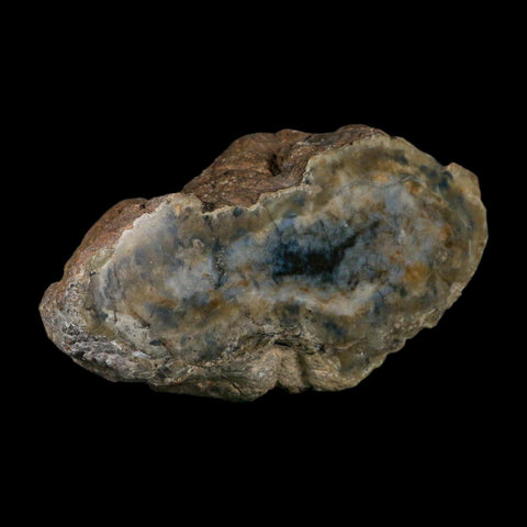 5.5" Dinosaur Coprolite Fossil Polished Slab Specimen Poop Dung Harry Mountain Utah - Fossil Age Minerals