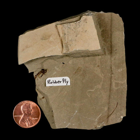 0.4" Fossil Robber Fly Insect Green River FM Uintah County Utah Eocene Age