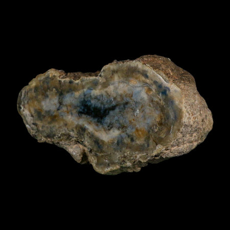 5.5" Dinosaur Coprolite Fossil Polished Slab Specimen Poop Dung Harry Mountain Utah