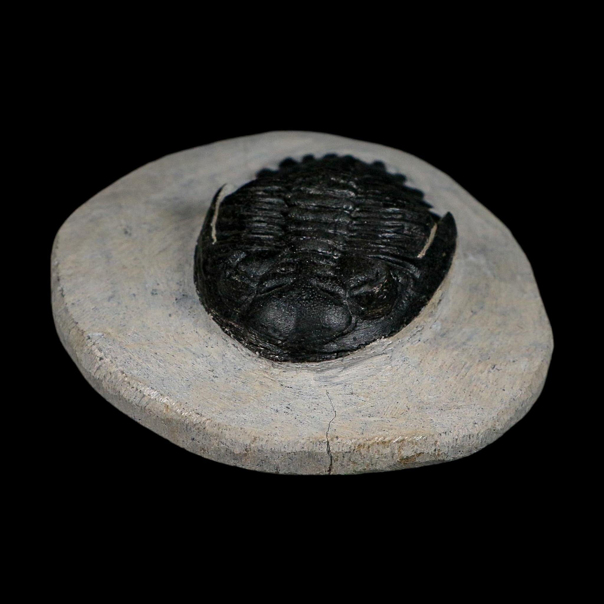 2.7" Metacanthina Issoumourensis Trilobite Fossil Devonian Age 400 Mil Yrs Old COA - Fossil Age Minerals
