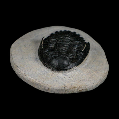 2.7" Metacanthina Issoumourensis Trilobite Fossil Devonian Age 400 Mil Yrs Old COA