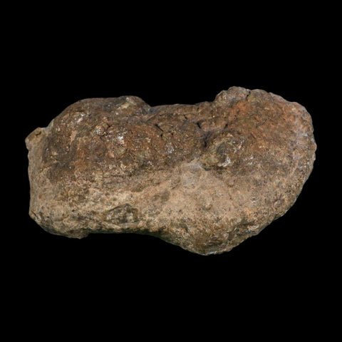 5.5" Dinosaur Coprolite Fossil Polished Slab Specimen Poop Dung Harry Mountain Utah - Fossil Age Minerals