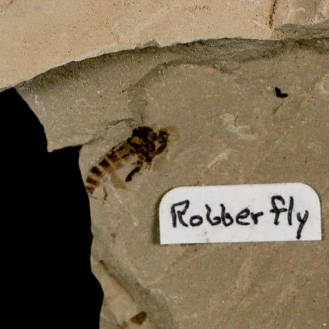 0.4" Fossil Robber Fly Insect Green River FM Uintah County Utah Eocene Age