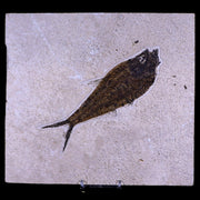 5.8" Diplomystus Dentatus Fossil Fish Green River FM WY Eocene Age COA, Stand