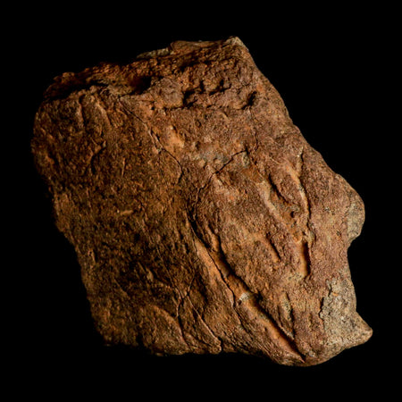 XL 5.1" Triceratops Fossil Frill Blood Groves Lance Creek FM Cretaceous Dinosaur WY COA