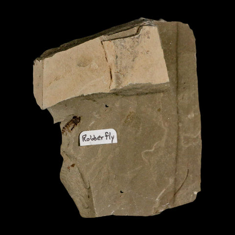 0.4" Fossil Robber Fly Insect Green River FM Uintah County Utah Eocene Age