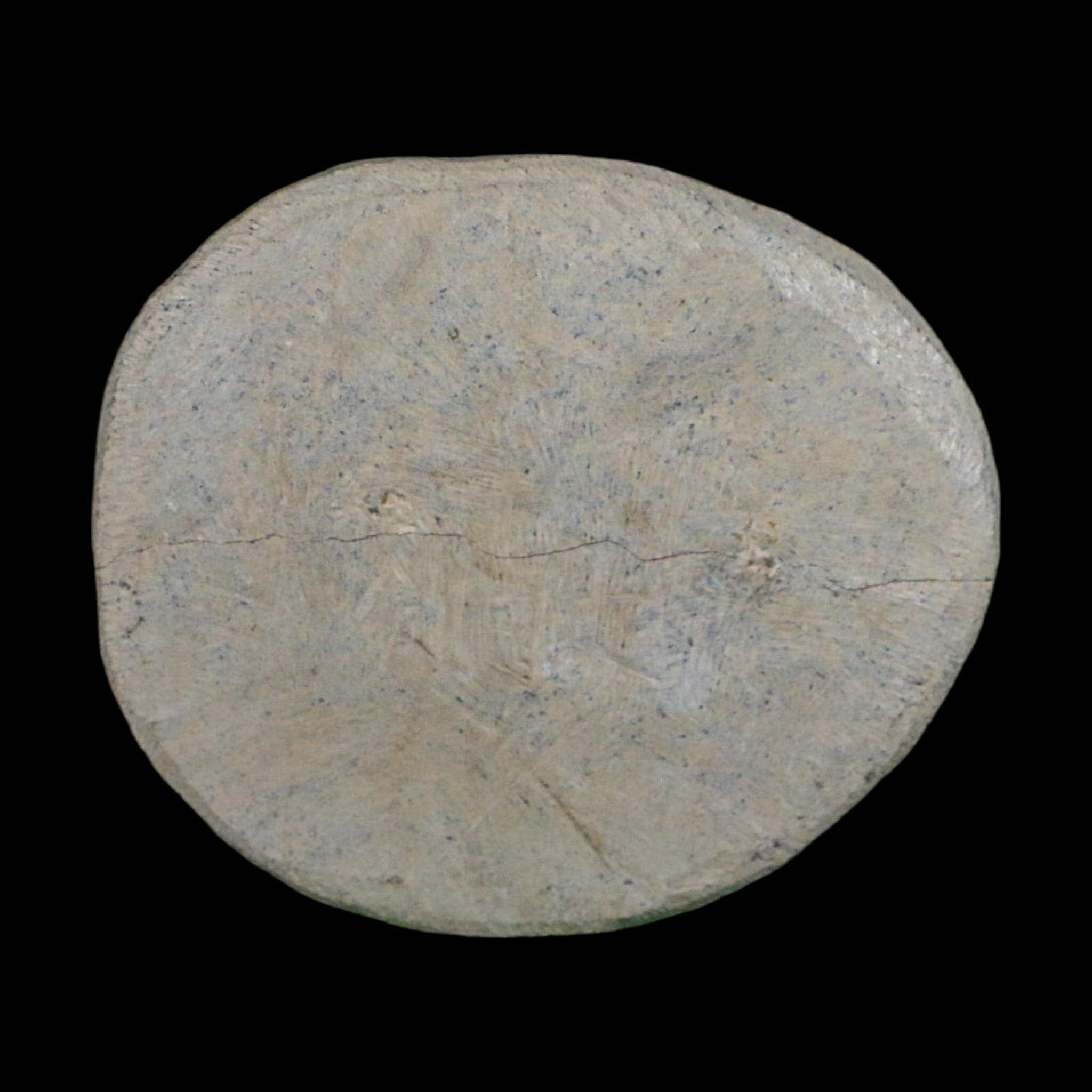 2.7" Metacanthina Issoumourensis Trilobite Fossil Devonian Age 400 Mil Yrs Old COA - Fossil Age Minerals