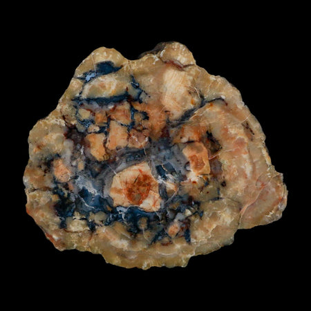4.3" Dinosaur Coprolite Fossil Polished Slab Specimen Poop Dung Harry Mountain Utah