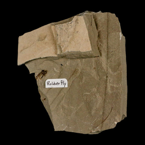 0.4" Fossil Robber Fly Insect Green River FM Uintah County Utah Eocene Age