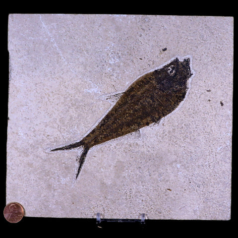 5.8" Diplomystus Dentatus Fossil Fish Green River FM WY Eocene Age COA, Stand - Fossil Age Minerals