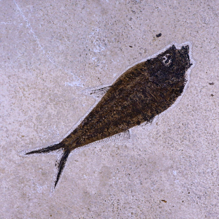 5.8" Diplomystus Dentatus Fossil Fish Green River FM WY Eocene Age COA, Stand