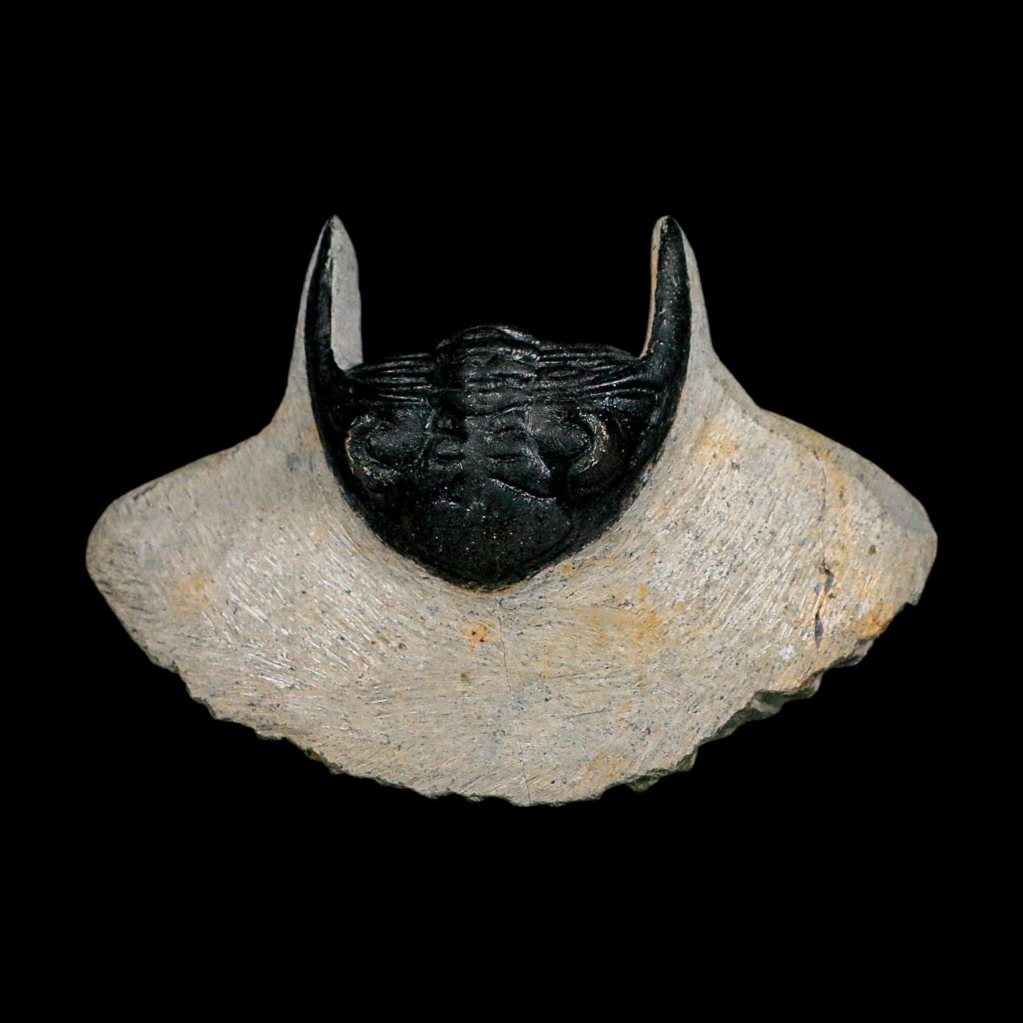 2.7" Metacanthina Issoumourensis Trilobite Fossil Devonian Age 400 Mil Yrs Old COA - Fossil Age Minerals